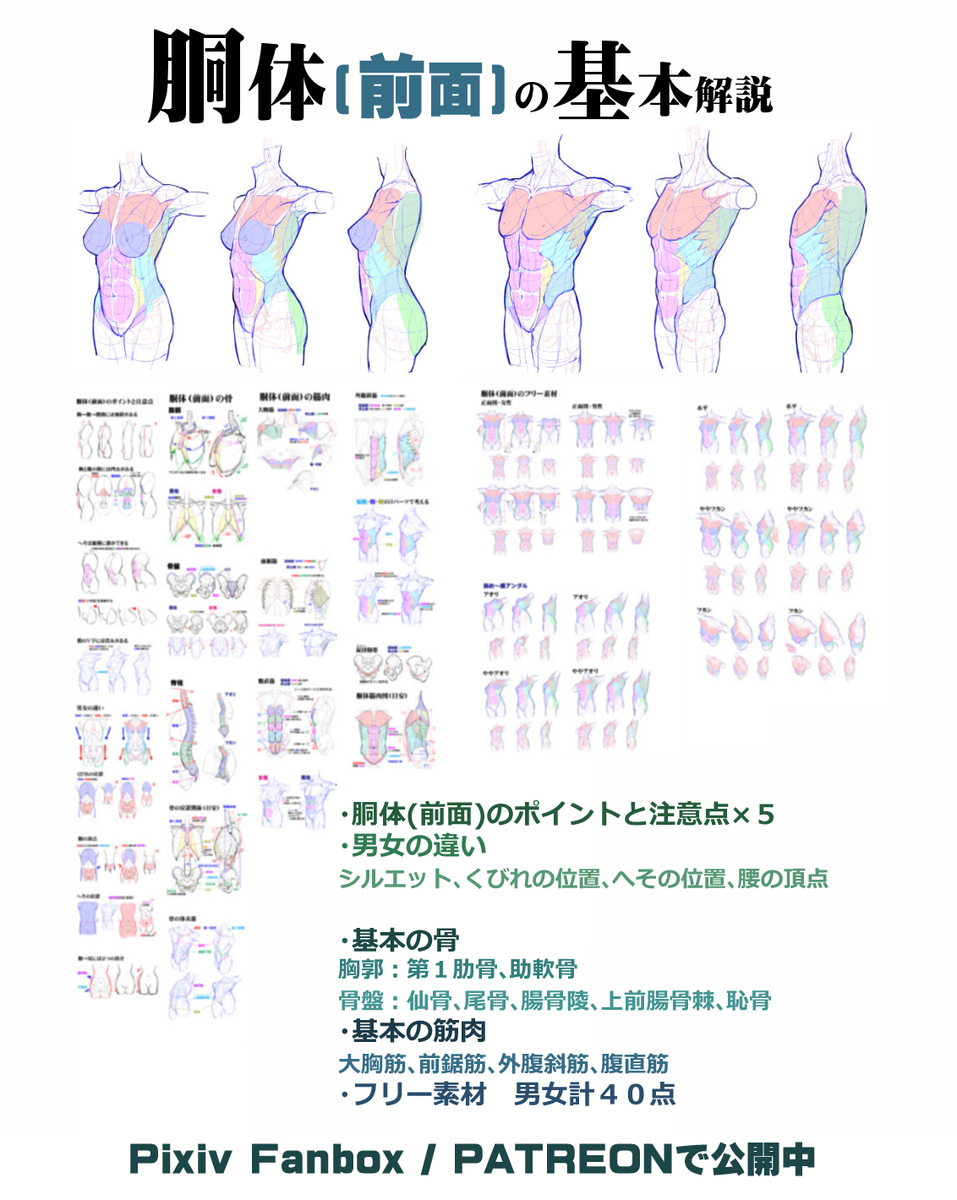 個人メモ：骨格基準の胴体