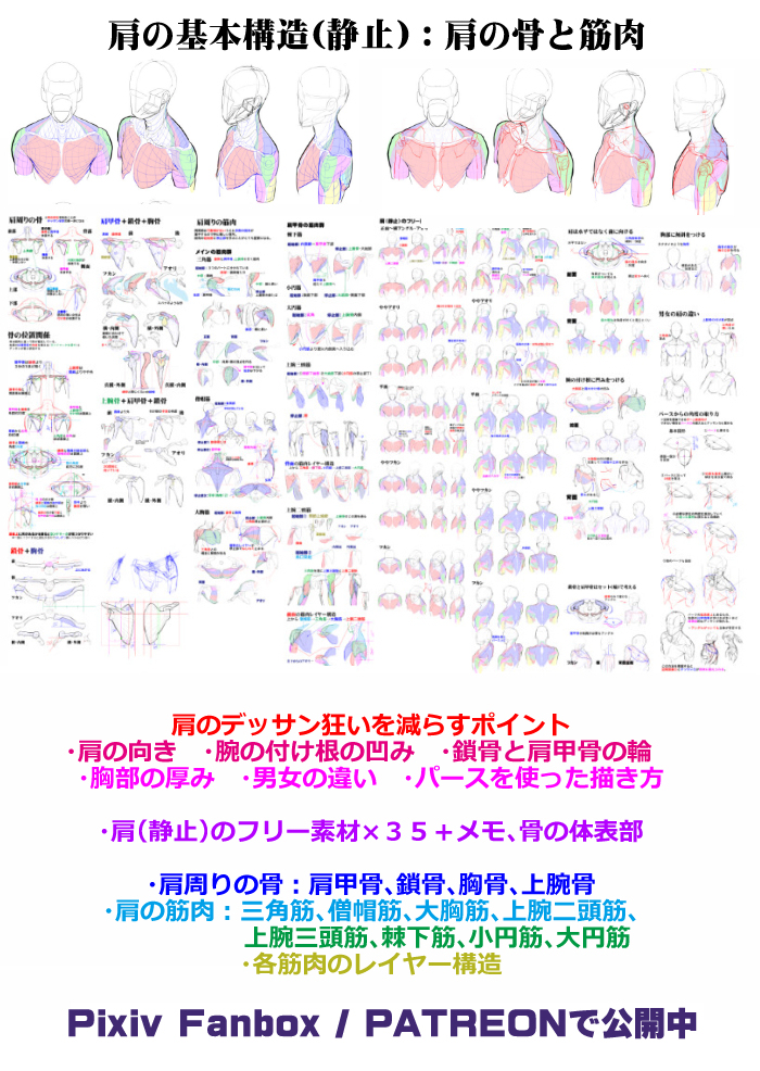 個人メモ：肩*周りの構造