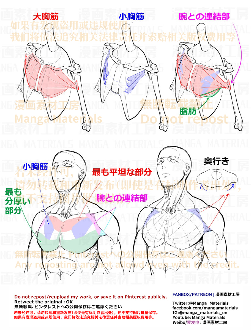 個人メモ：肩*周りの構造