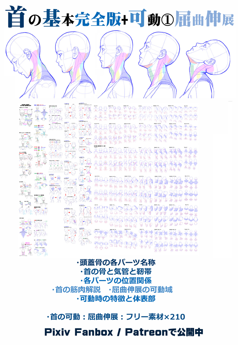 個人メモ：首～背中の凹凸