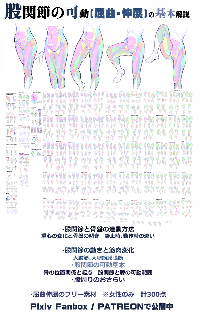 個人メモ：太腿と股間は連動する