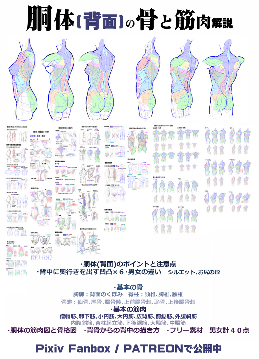 個人メモ：胴体背面の立体感